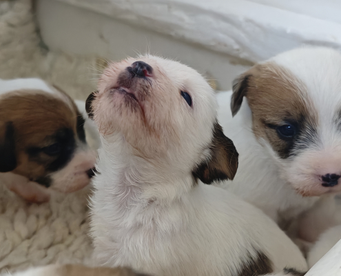 IMG_20260428_095023